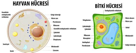 ökaryot ve prokaryot hücre farkları